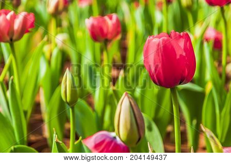 Beautiful tulips flower close up in garden