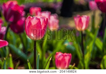 Beautiful tulips flower close up in garden