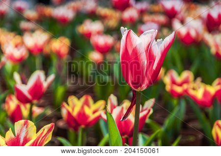 Beautiful tulips flower close up in garden