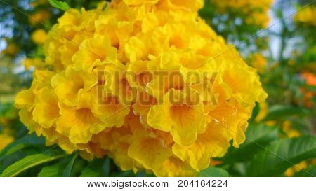 closed up the yellow trumpetflower on the tree