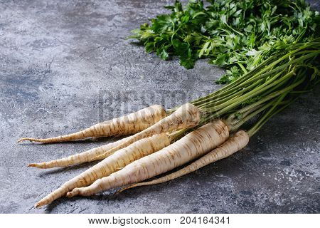 Bundle of fresh organic parsnip with haulm over gray texture background.