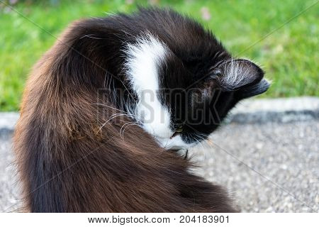 Brown and whitecat is cleaning himself, close up.