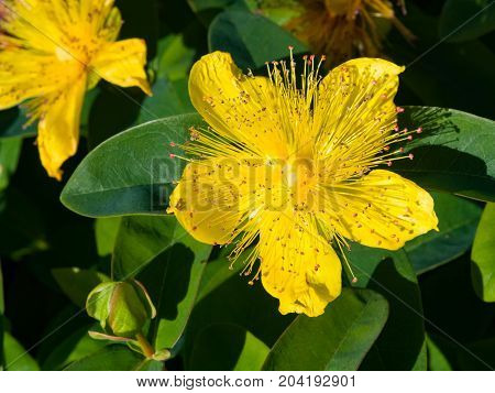 St. John's Wort or Yellow Rose of Sharon Hypericum calycinum flower close-up selective focus shallow DOF.
