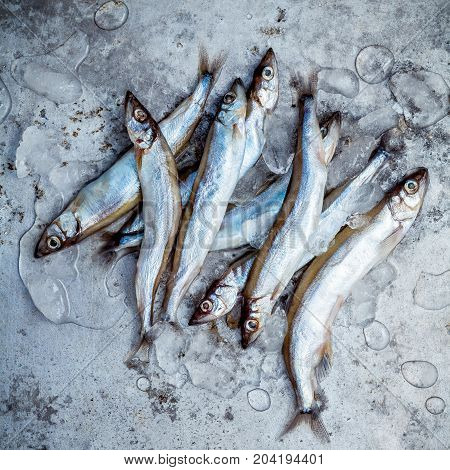 Fresh Catch Shishamo Fish Fully Eggs . Shishamo Fish Is Popular Fish For Japanese Cuisine Cooking Te