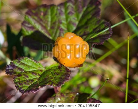 Ripe cloudberry or Rubus chamaemorus at swamp in wild berry macro selective focus shallow DOF.