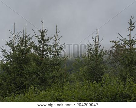 green spruce tree forest and bushes after rain in thick fog