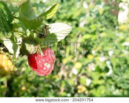 Raspberries in the garden on the branch ripe juicy and delicious on a sunny day pleases the view m m m so would have eaten