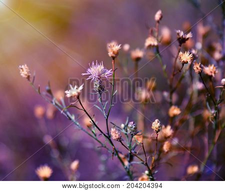 bush cornflower Centaurea jacea meadow with dried and blossoming flowers in the autumn afternoon in the rays of the sun