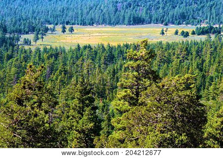 Rural lush green alpine pine forest surrounding a meadow taken at Holcomb Valley near Big Bear, CA