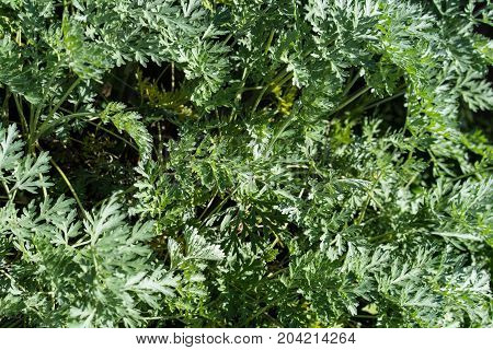 artemisia absinthium wormwood herbal plant flower leaf close up