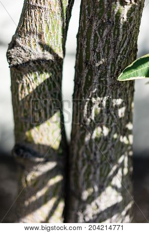 close up of small tree trunk with shadow play and green leaf
