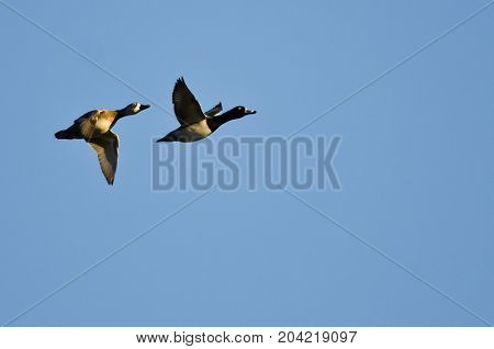 Pair of Ring-Necked Ducks Flying in a Blue Sky