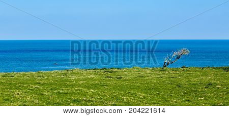 Green coastline located in the bay of Morlaix in Northern part of Brittany France.