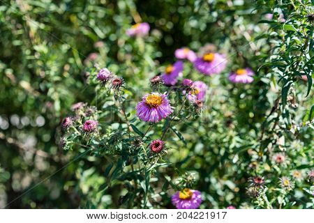 many several bee on pink flower plant blooming in summer