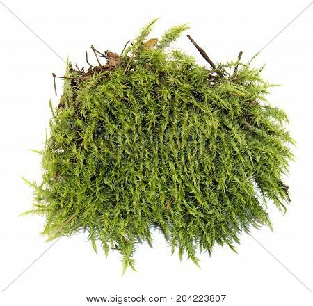 Fresh Juicy Green Moss Isolated On White