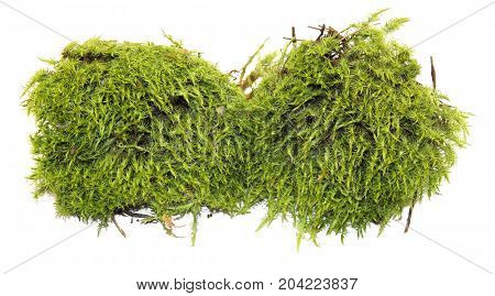 Fresh Juicy Green Moss Isolated On White