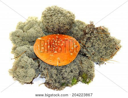 Toadstool Mushrooms In Fresh Grey Moss Isolated On White