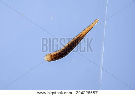 Leech On The Glass. Bloodsucking Animal. Subclass Of Ringworms From The Belt-type Class. Hirudothera