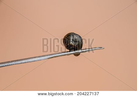 Leech On The Tweezers. Bloodsucking Animal. Subclass Of Ringworms From The Belt-type Class. Hirudoth