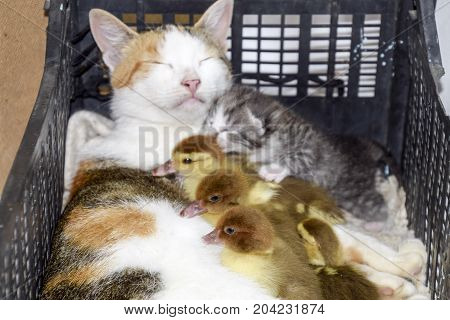 Cat Foster Mother For The Ducklings