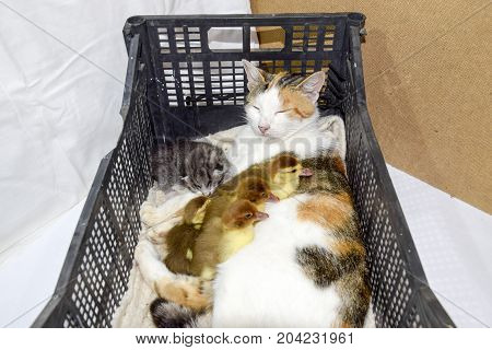 Cat Foster Mother For The Ducklings