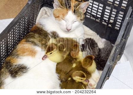 Cat Foster Mother For The Ducklings