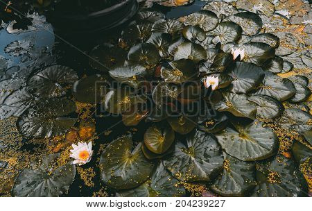View of beautiful white blooming water-lily flowers in autumn pond overgrown with greenery and strewn with yellow seeds