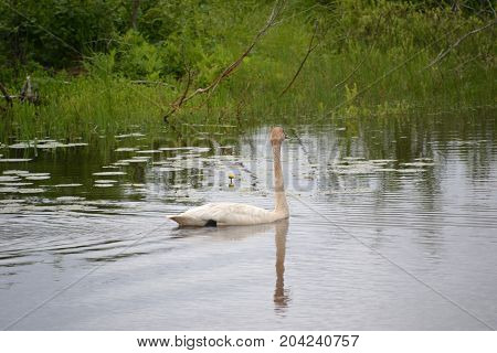 trumpeter swans are native to seney national wildlife refuge in northern michigan