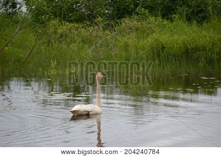 trumpeter swans are native to seney national wildlife refuge in northern michigan