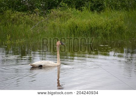 trumpeter swans are native to seney national wildlife refuge in northern michigan