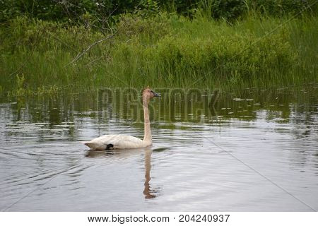 trumpeter swans are native to seney national wildlife refuge in northern michigan