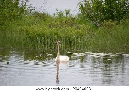 trumpeter swans are native to seney national wildlife refuge in northern michigan