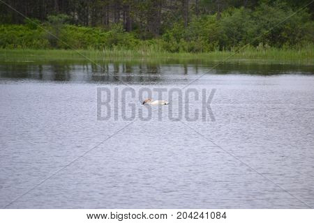 trumpeter swans are native to seney national wildlife refuge in northern michigan