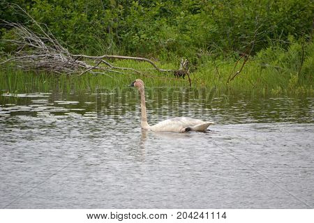 trumpeter swans are native to seney national wildlife refuge in northern michigan