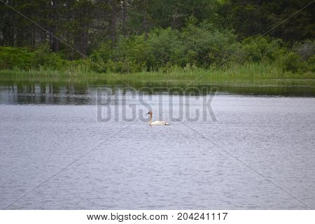 trumpeter swans are native to seney national wildlife refuge in northern michigan