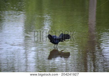 great tailed grackle wading in shallow water