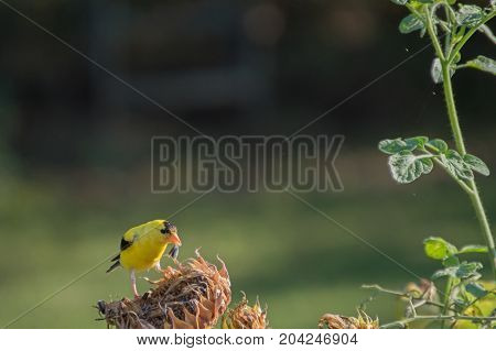 A beautiful yellow goldfinch enjoys some dried out sunflower seeds on a summer day in Missouri. The photographer used a bokeh effect to highlight the bird.