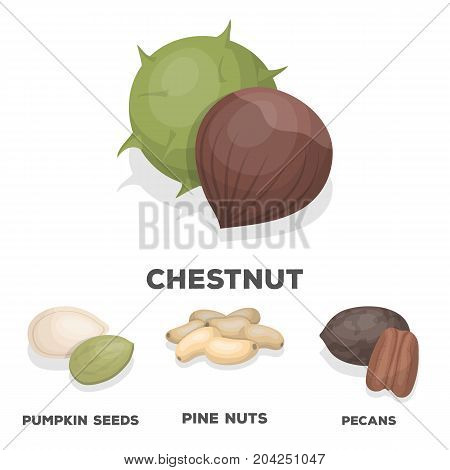 Pecan, pine nut, pumpkin seeds, chestnut.Different kinds of nuts set collection icons in cartoon style vector symbol stock illustration .