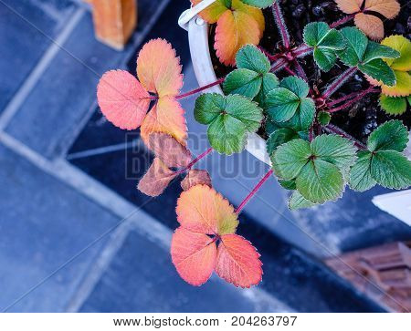 Trifolieae (clover) Plants At The Garden In Autumn