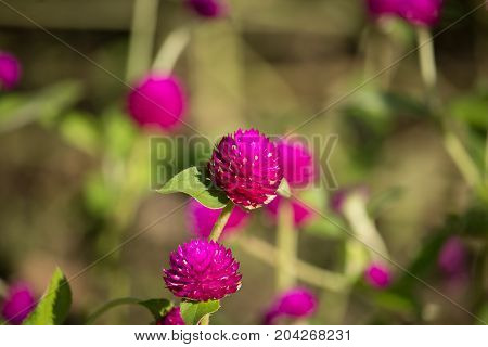 Dark Pink Flower Or Gomphrena Globosa Flower