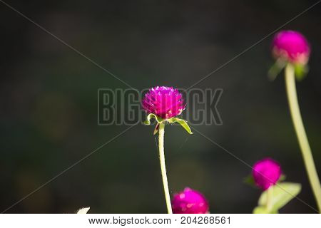 Dark Pink Flower Or Gomphrena Globosa Flower