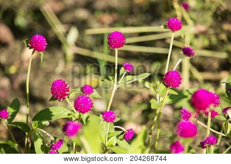 Dark Pink Flower Or Gomphrena Globosa Flower