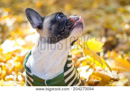 Cute puppy French Bulldog sitting in yellow leaves in clothes