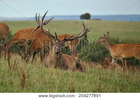 Big and beautiful red deer during the deer rut in the nature habitat of Czech Republic, european wildlife, wild europa, deer rut, Cervus elaphus.