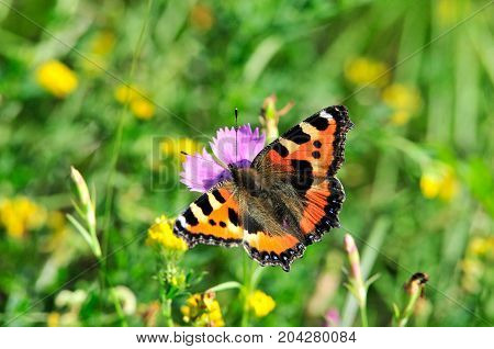 Butterfly Small Tortoiseshell. The small tortoiseshell is a colourful Eurasian butterfly in the family Nymphalidae.