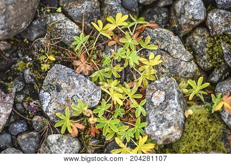 Autumn vegetation growing on lava in Iceland