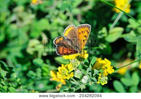 The purple-edged copper (Lycaena hippothoe) is a butterfly of the family Lycaenidae. Female.