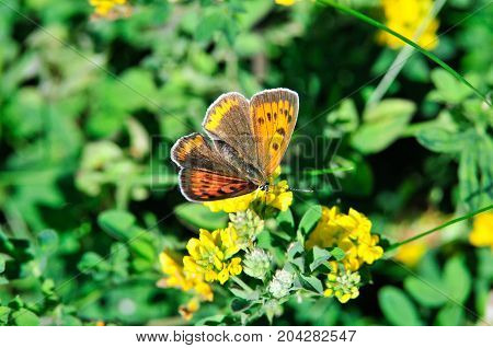 The purple-edged copper (Lycaena hippothoe) is a butterfly of the family Lycaenidae. Female.