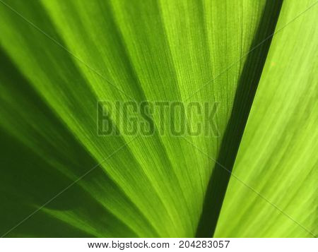 fresh green Curcuma zanthorrhiza leaves in nature garden