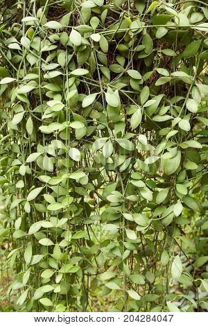 fresh green Dischidia nummularia plant in nature garden